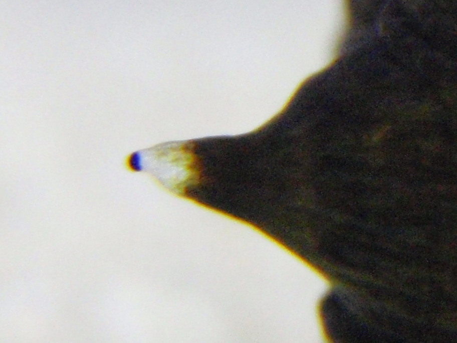 Holothuria forskali